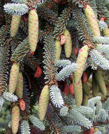 Ель сизая `Коэрулеа`, Picea glauca `Coerulea` | СадПарад